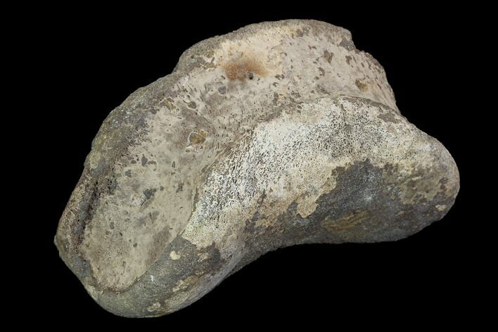 Hadrosaur Toe Bone - Alberta (Disposition #-) #97317